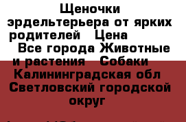Щеночки эрдельтерьера от ярких родителей › Цена ­ 25 000 - Все города Животные и растения » Собаки   . Калининградская обл.,Светловский городской округ 